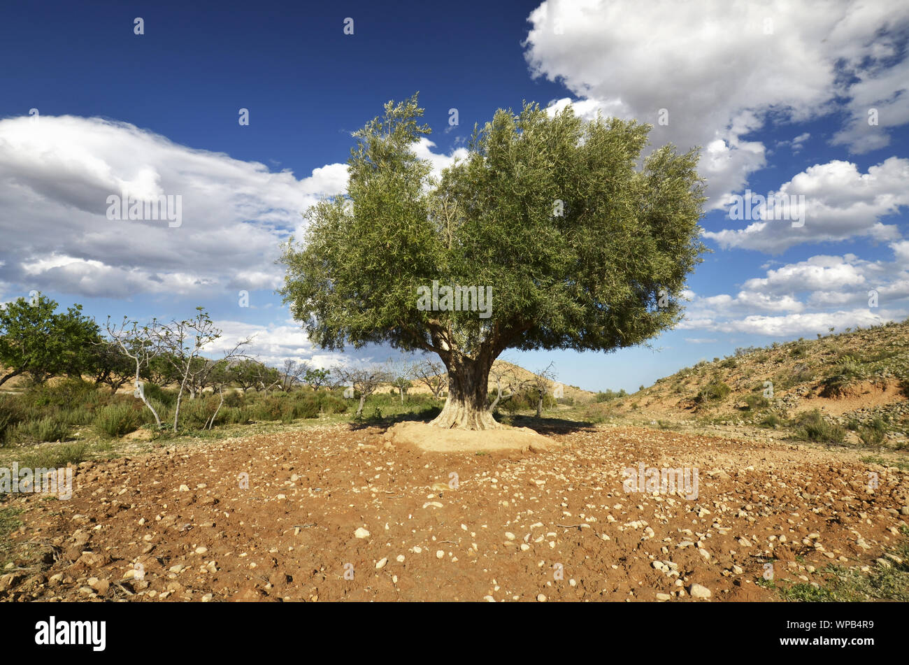 olive-trees-in-spain-in-summer-stock-photo-alamy