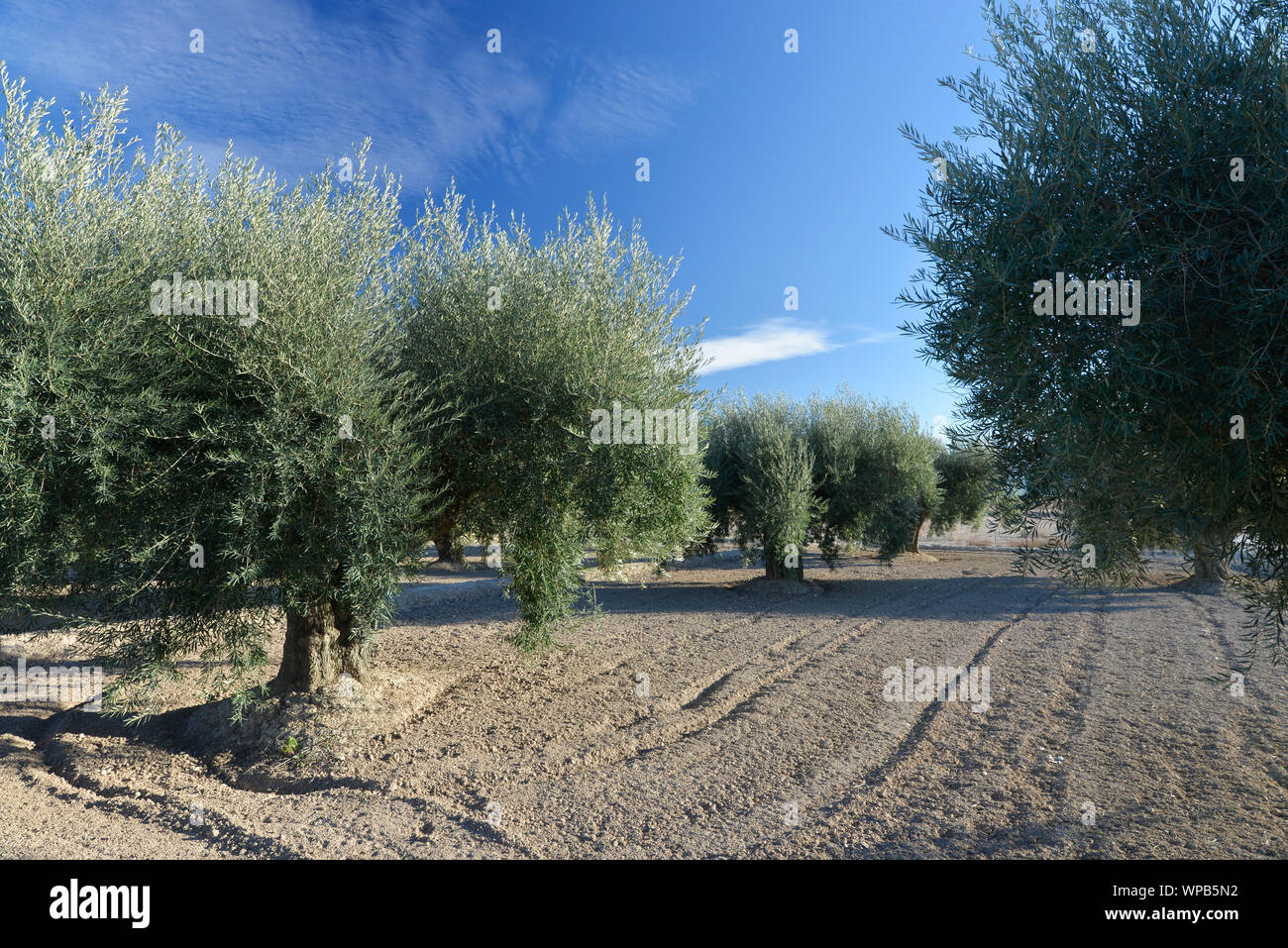 Olive trees on plantation in center of Spain Stock Photo