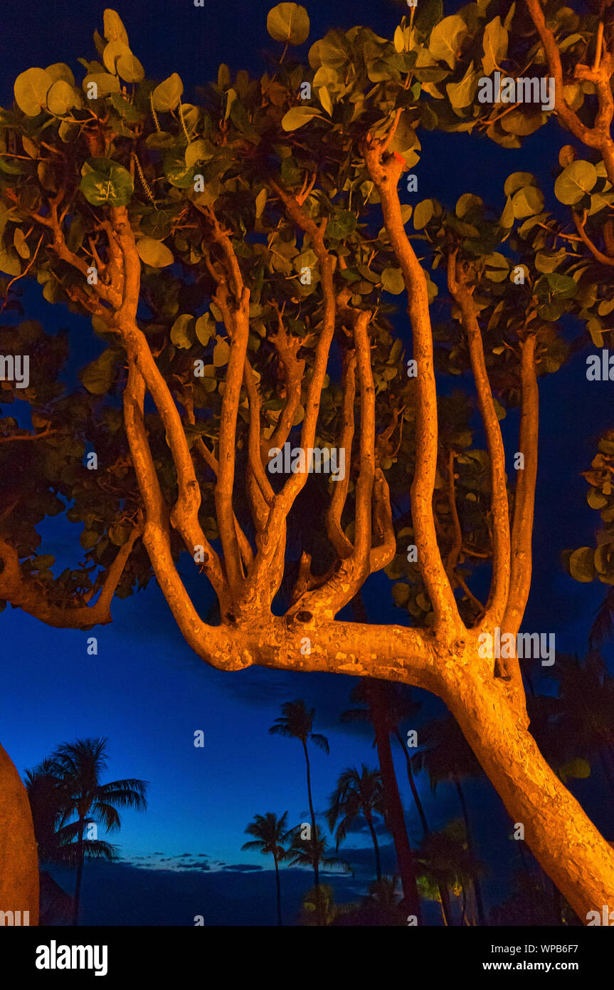 Native tree at sunset lit by artificial lights with silhouetted palm