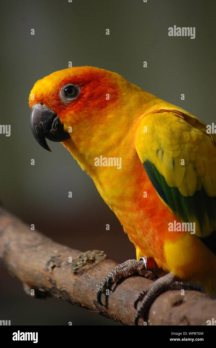 Sun Conure from Central and South America Stock Photo