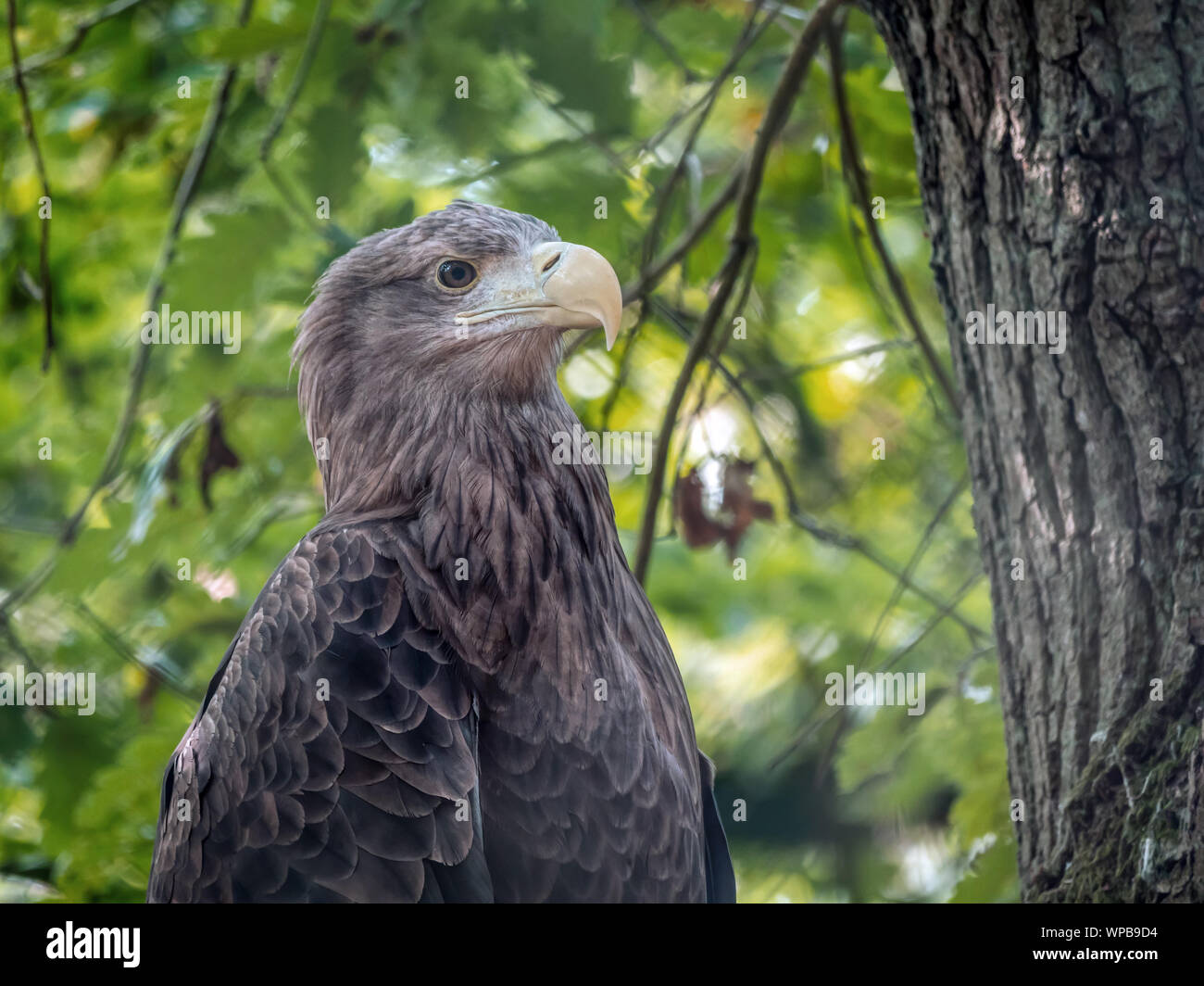 White-tailed sea eagle perched on a tree tranch in the aviary located in the Wolin National Park, Poland Stock Photo