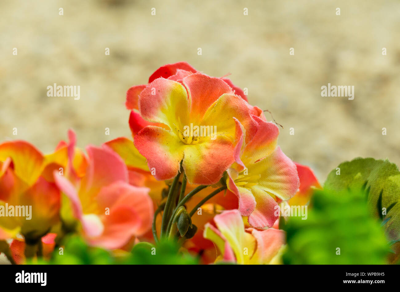 artificial flowers outdoors Stock Photo
