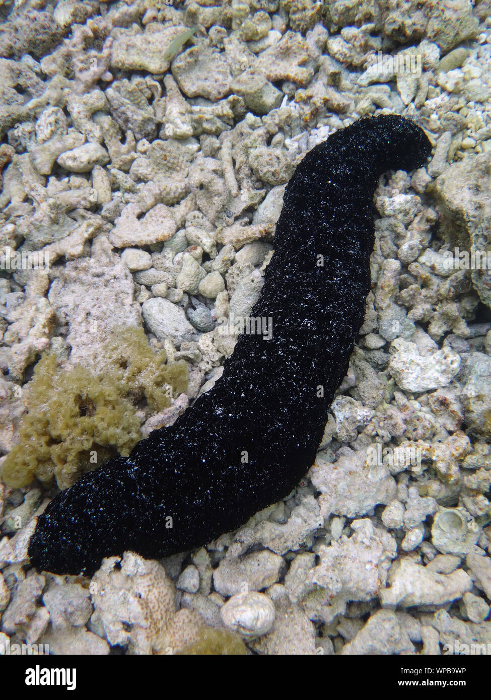 View of a sea cucumber underwater on the sea floor in French Polynesia