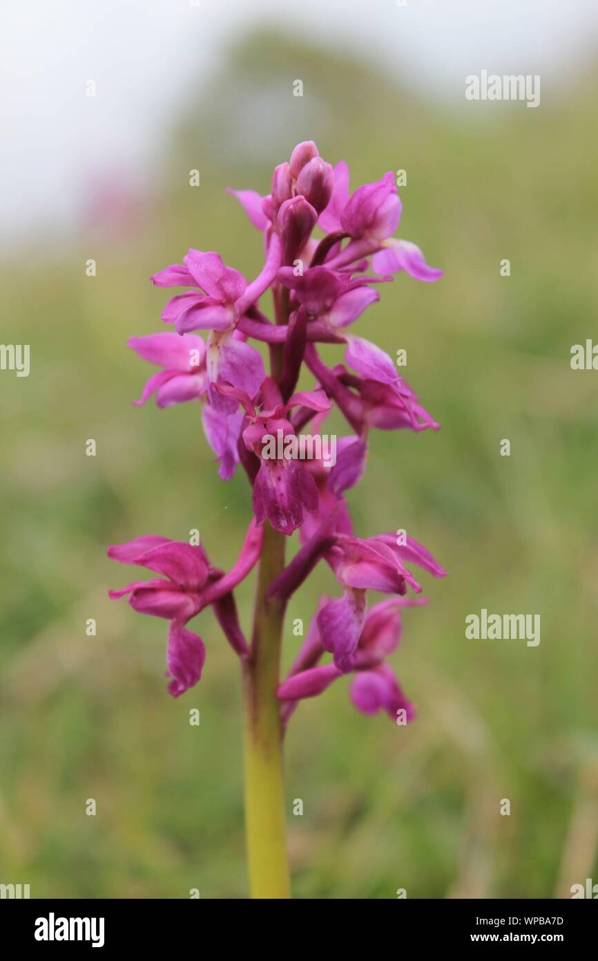 An early purple orchid flower (Orchis mascula) with blurred background Stock Photo