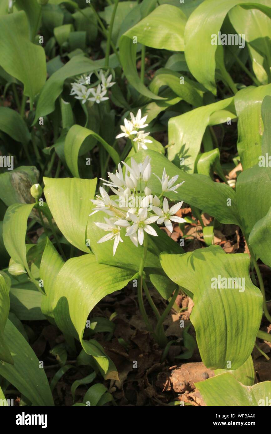 Wild Garlic Plant In Flower Stock Photo Alamy
