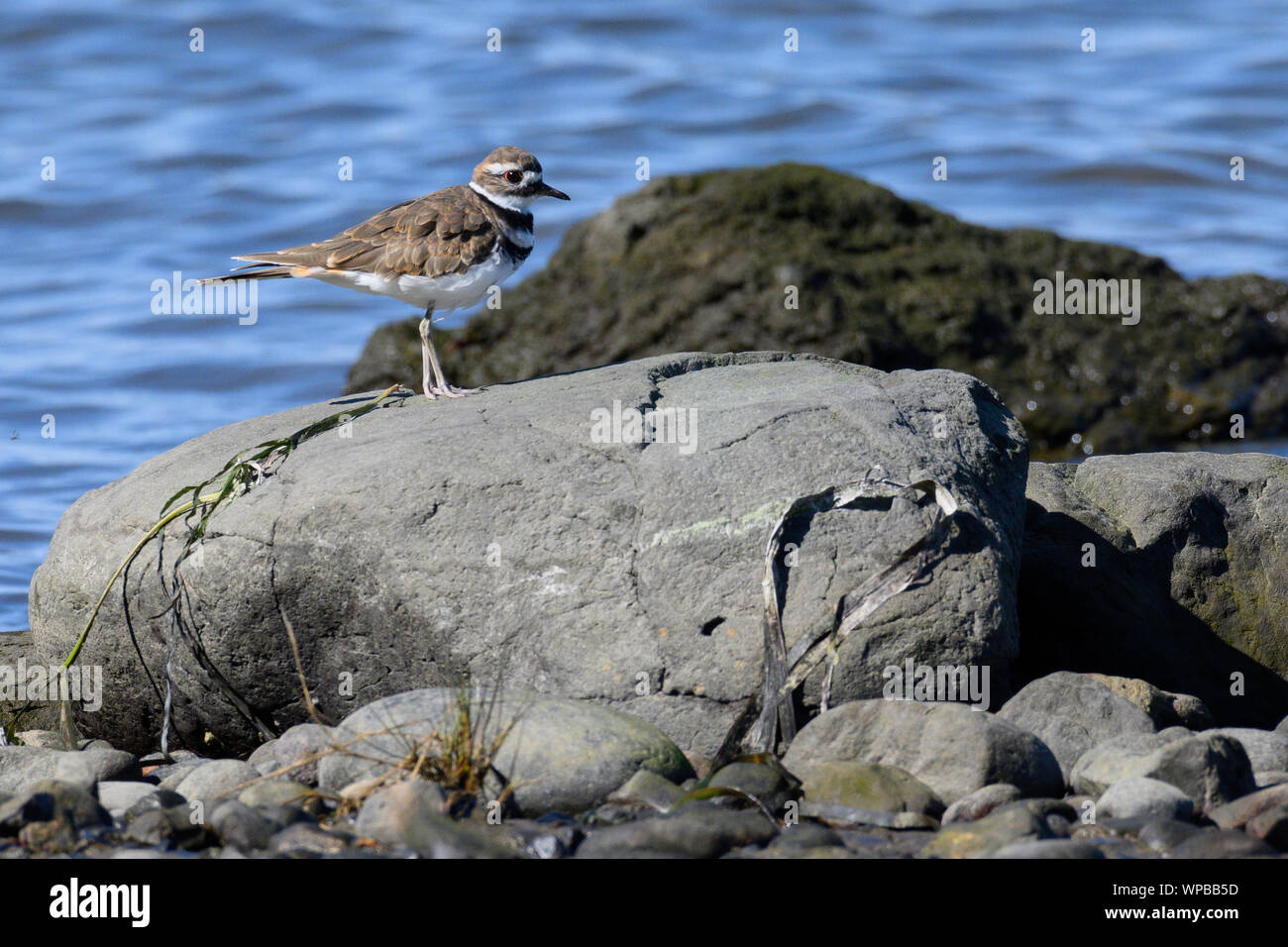 A Killdeer on the shore of Comox Harbour Stock Photo