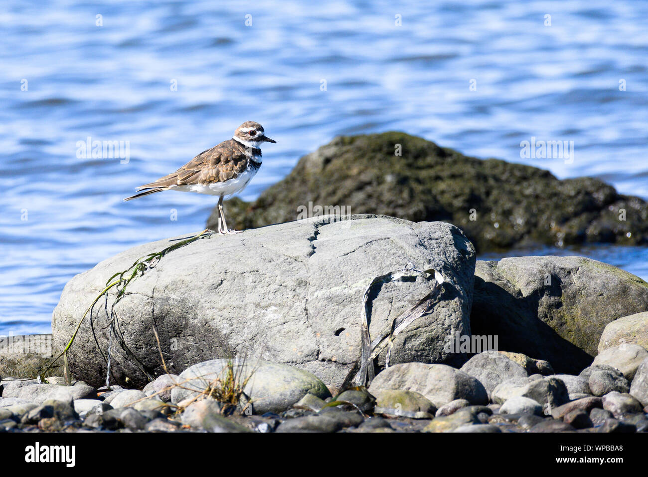 A Killdeer on the shore of Comox Harbour Stock Photo