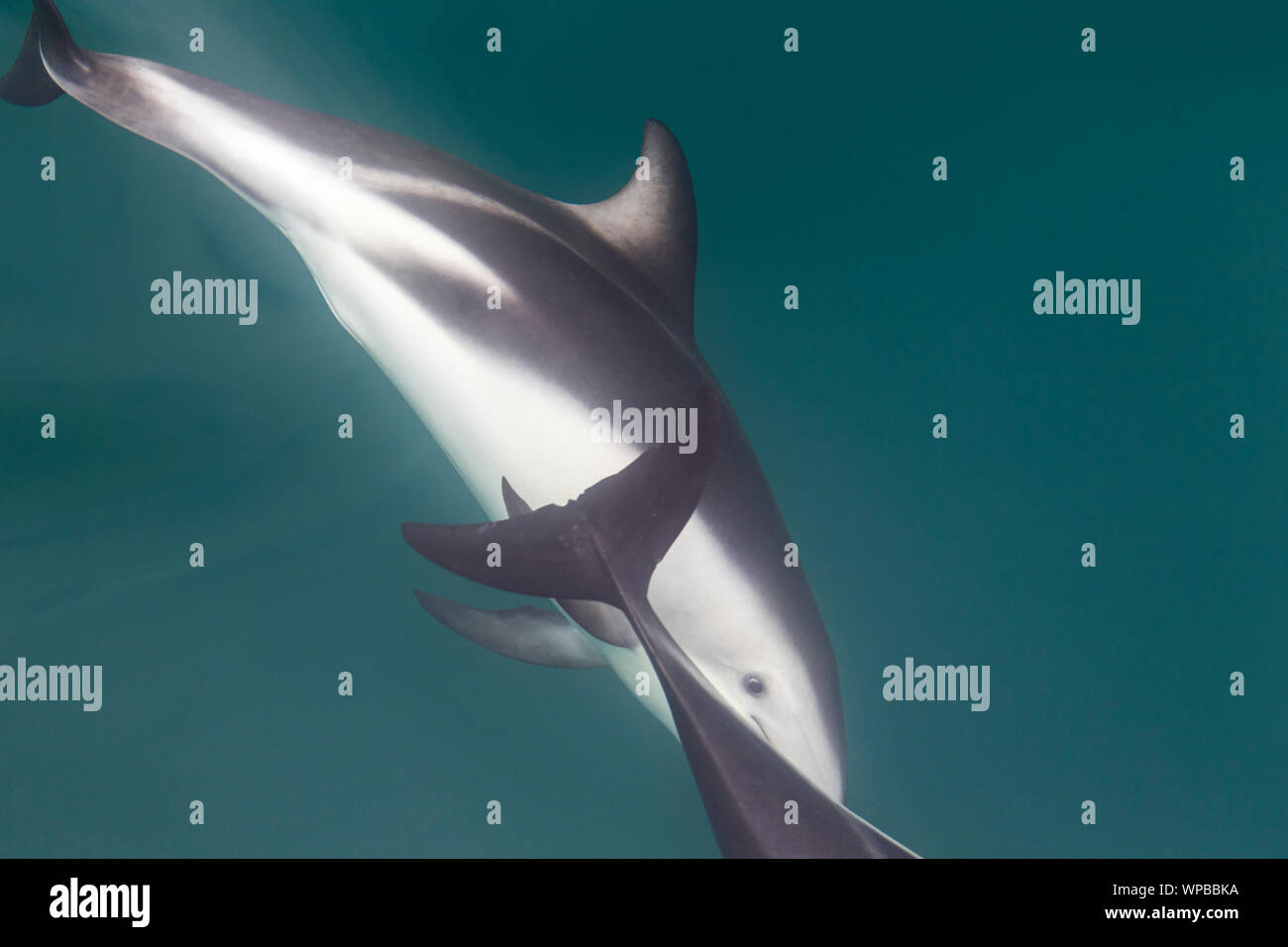 Dusky dolphin Lagenorhynchus obscurus, adult, swimming, near Kaikoura, South Island, New Zealand, November Stock Photo