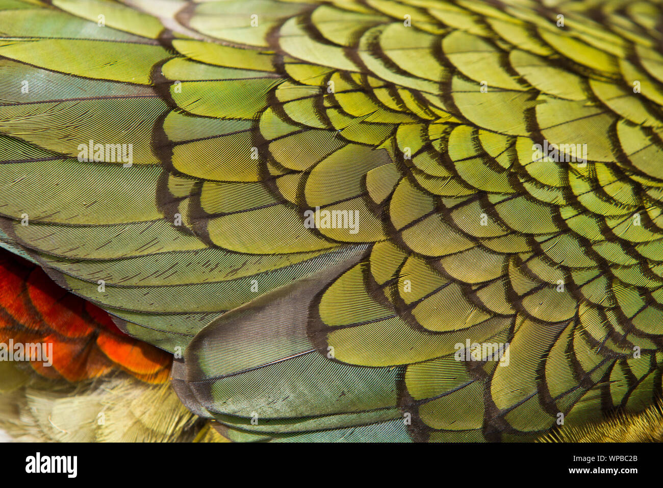 Kea Nestor notabilis. adult, close-up of wing feathers, Lake Manapouri, New Zealand, November Stock Photo