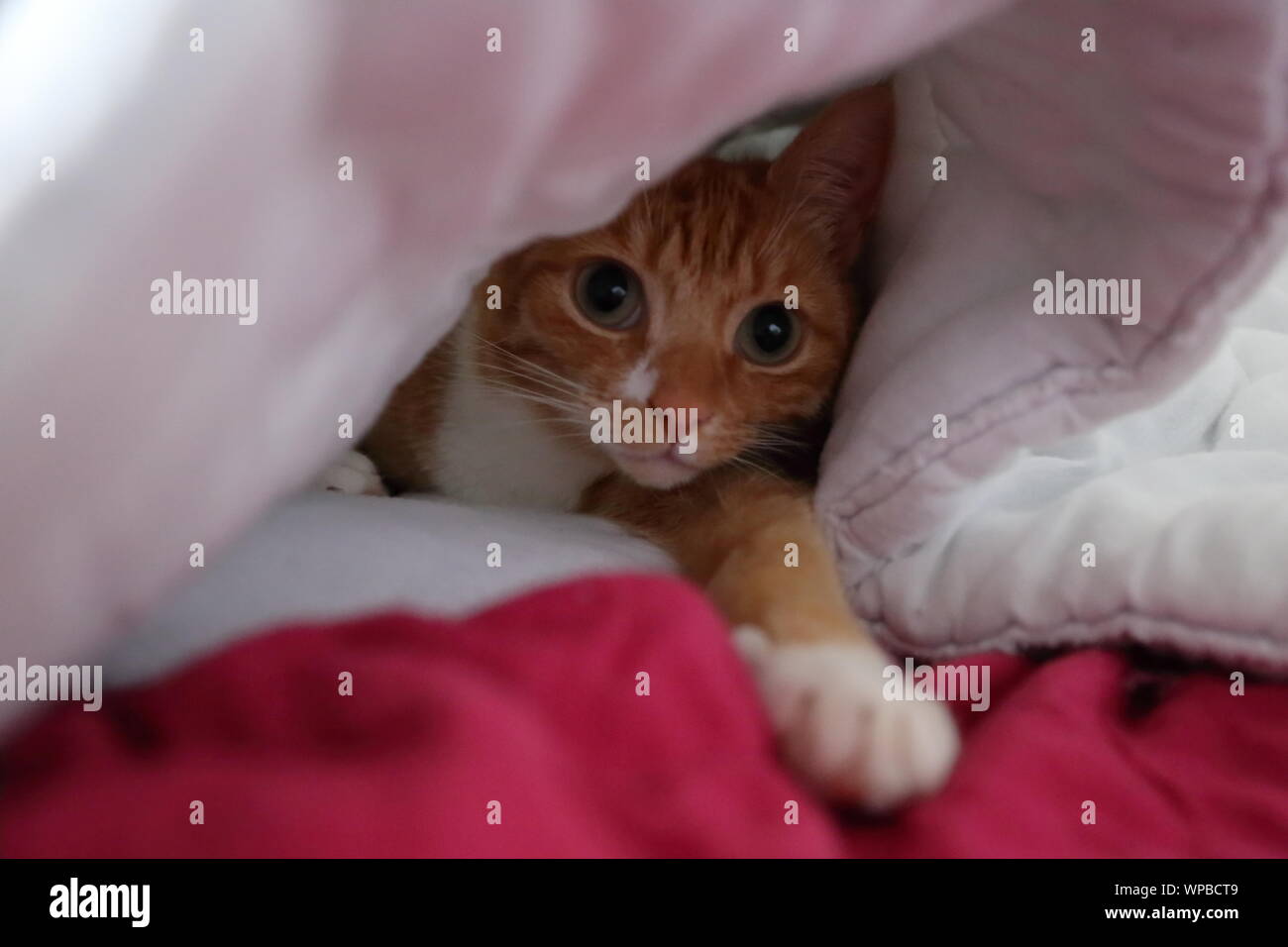 Our ginger cat, Ginger, peeping out from under a duvet Stock Photo