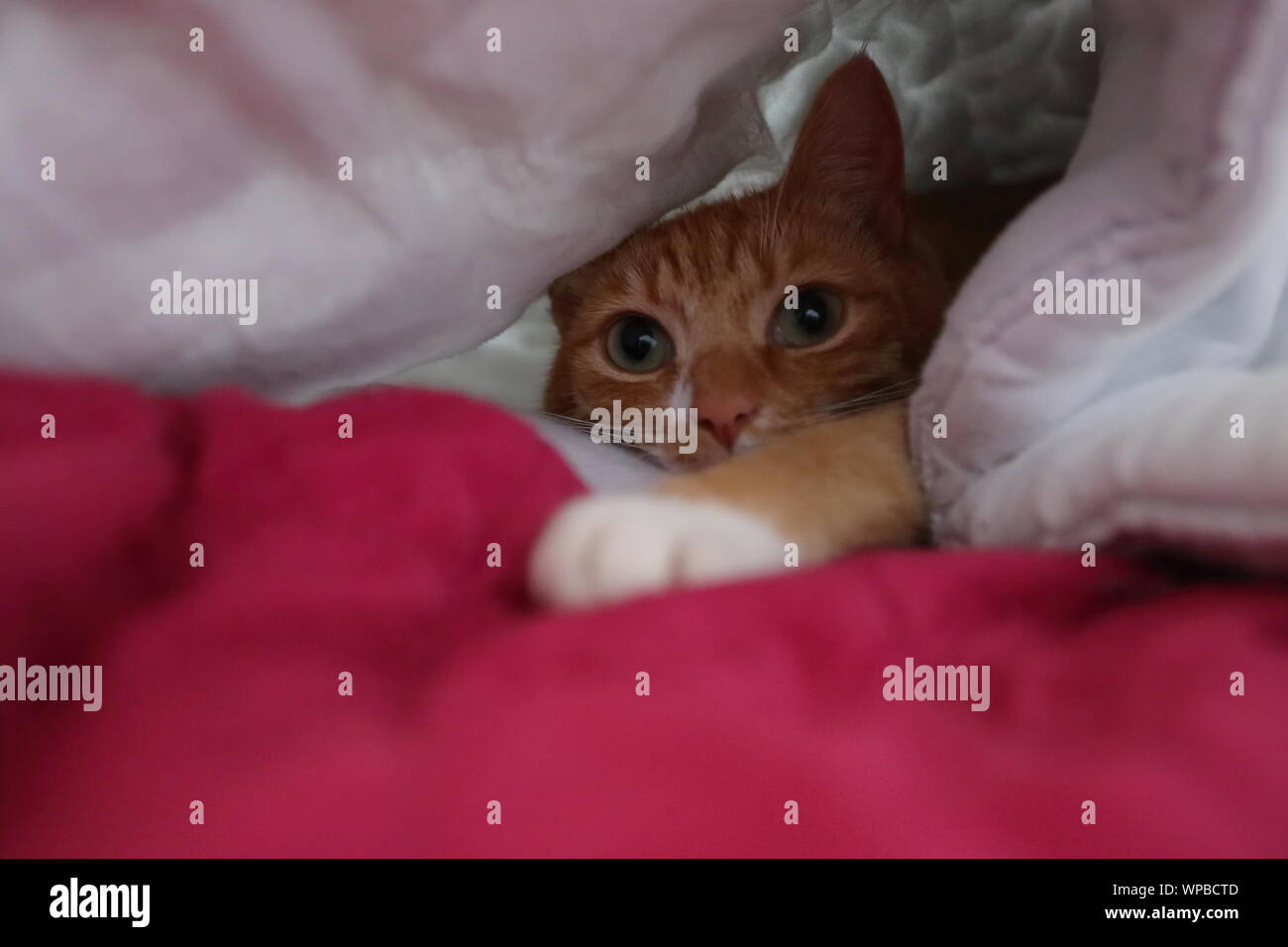 Our ginger cat, Ginger, peeping out from under a duvet Stock Photo