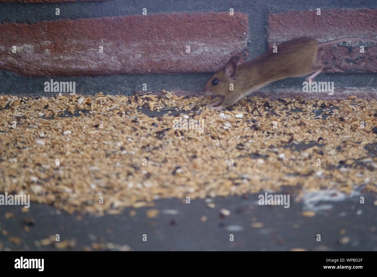 A mouse feasting on seeds spoiled by birds from the bird feeder Stock Photo