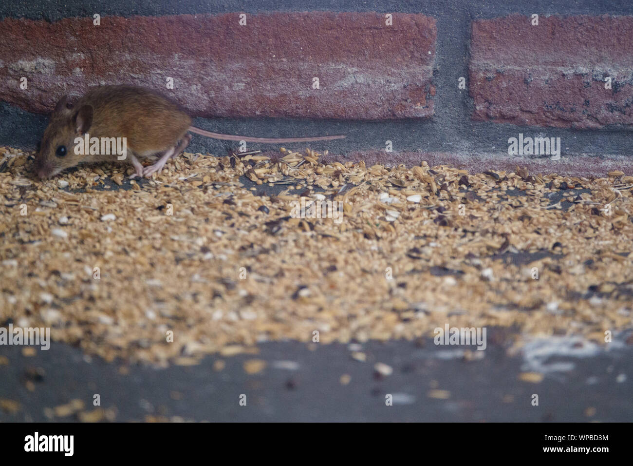 A mouse feasting on seeds spoiled by birds from the bird feeder Stock Photo