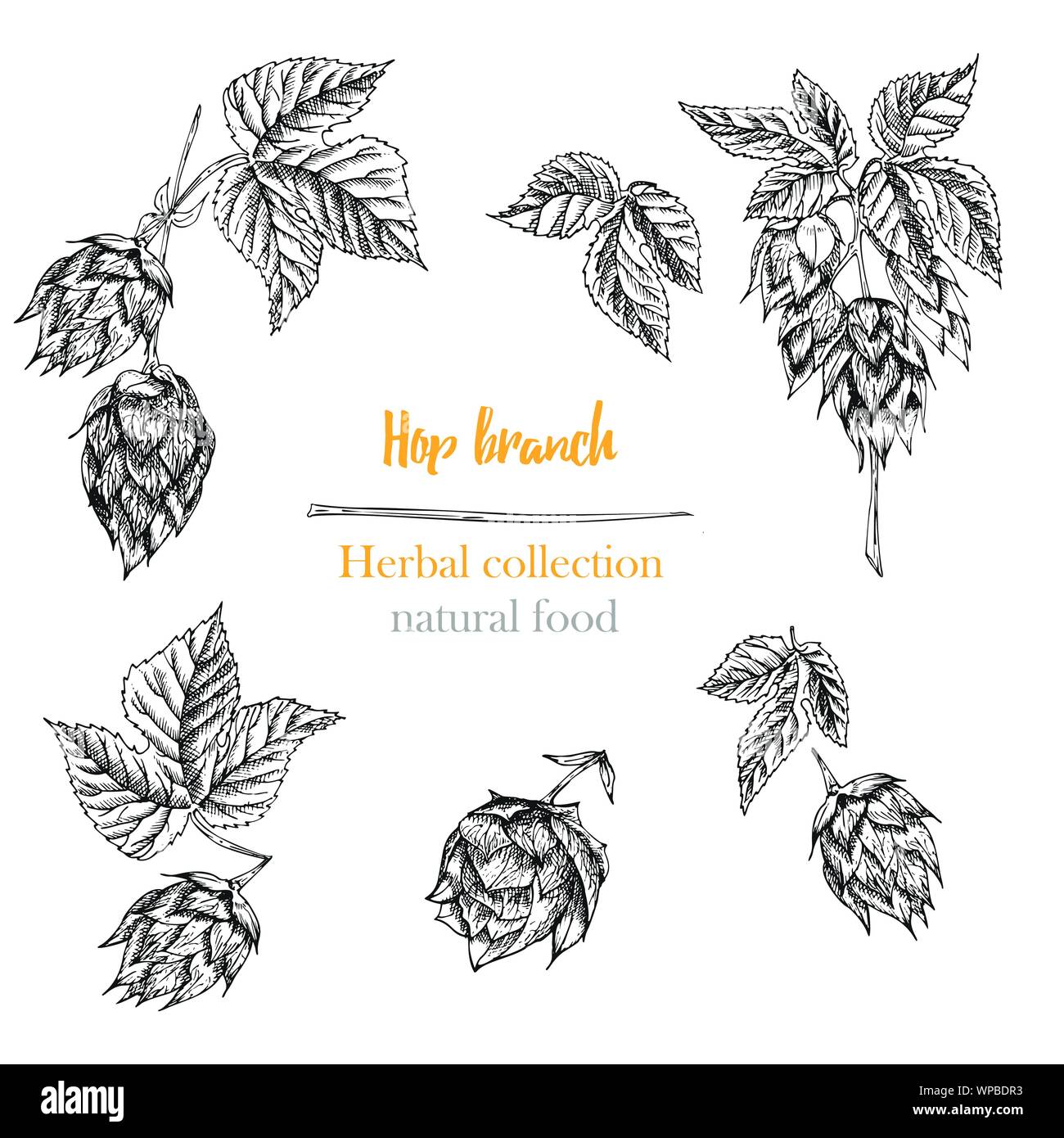 Set of botany hand drawn sketch hop isolated on white background. Engraving style. Herbal frame. Natural food collection. Stock Vector