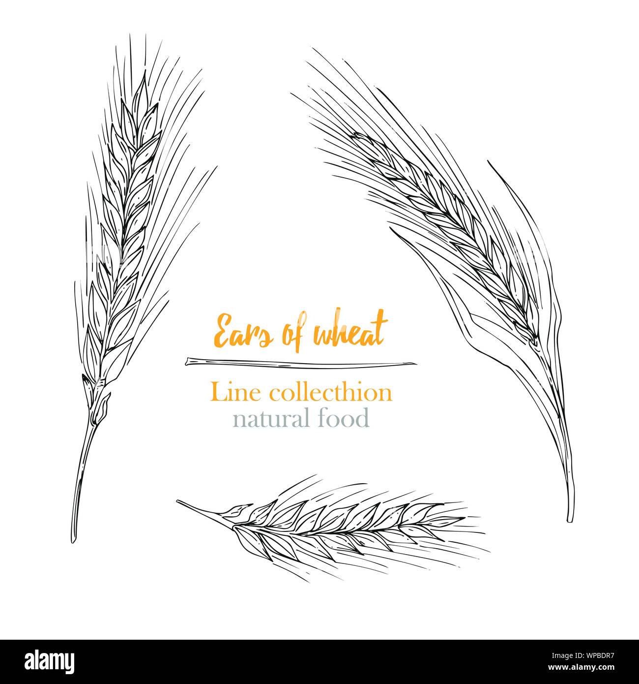 Set botany hand drawn sketch Ears of wheat isolated on white background. line style. Herbal frame. Natural food collection. Vintage vector Stock Vector