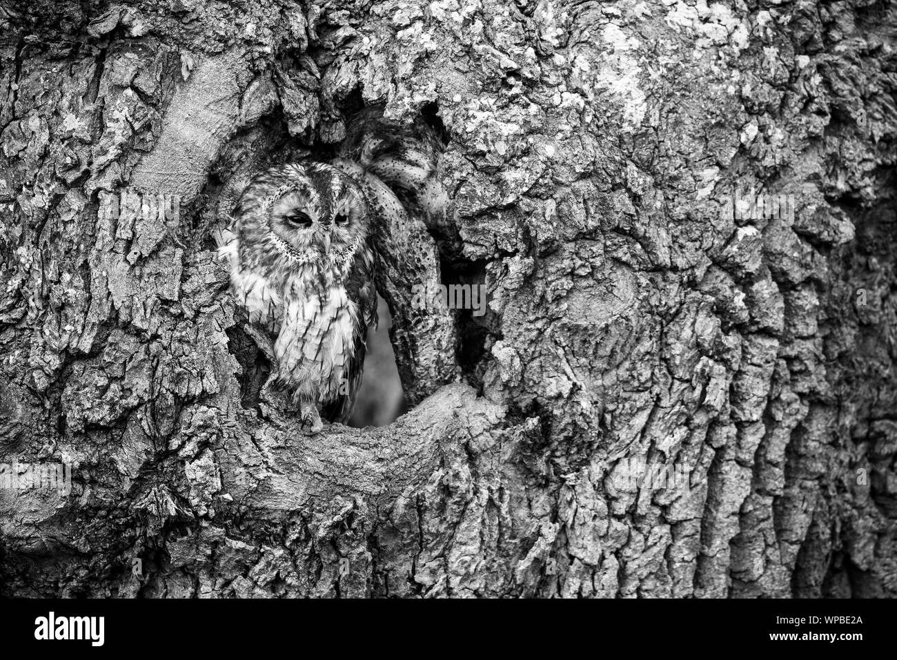 Tawny owl Strix aluco (captive), perched in tree hole, Castle Caereinion, Wales, UK, May Stock Photo