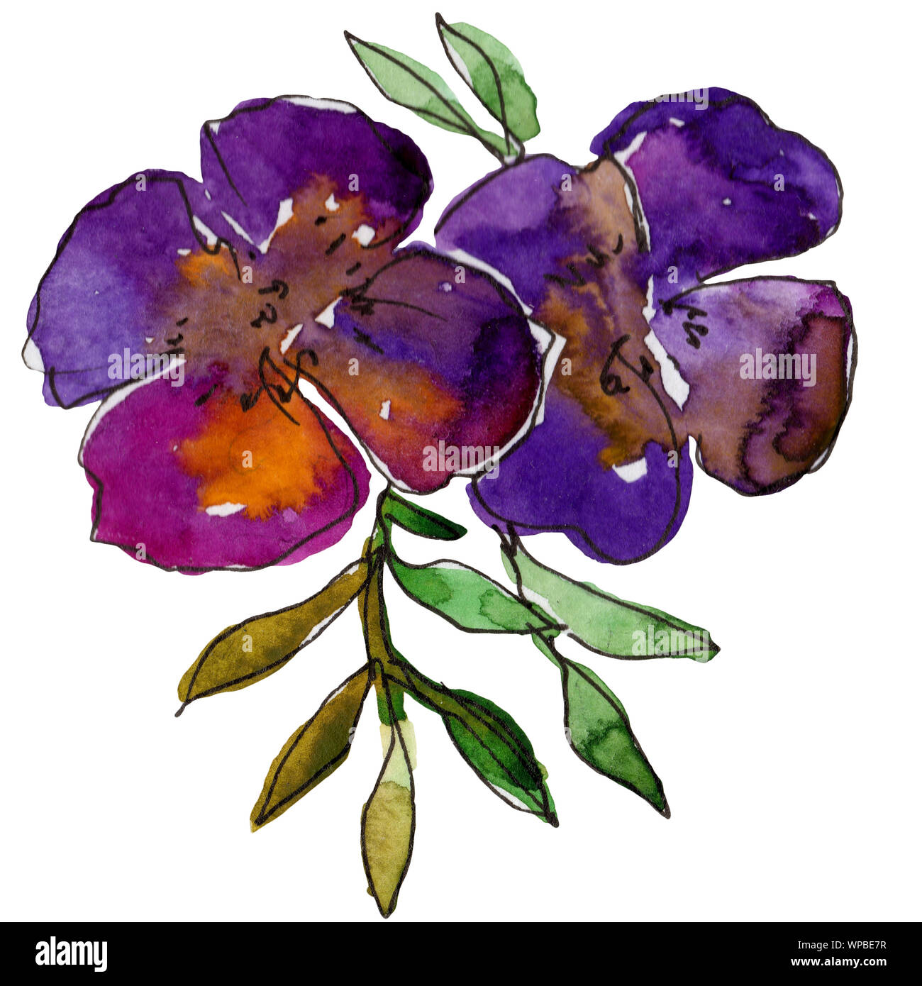 Purple floral botanical flowers. Watercolor background illustration set ...