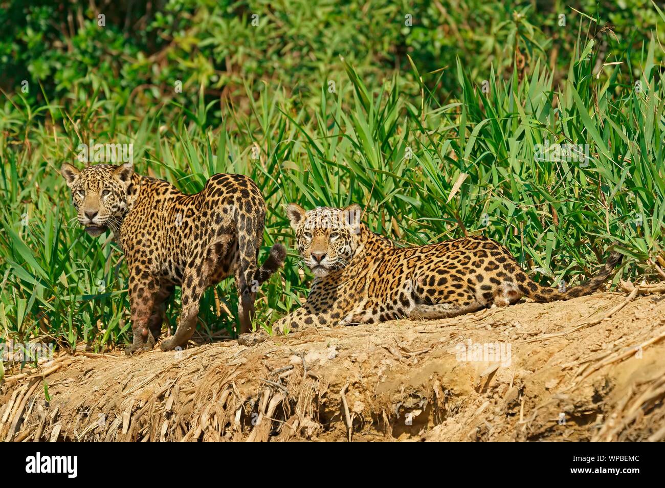 Two Jaguars (Panthera onca), male, lying on the riverbank, Pantanal, Mato Grosso, Brazil Stock Photo