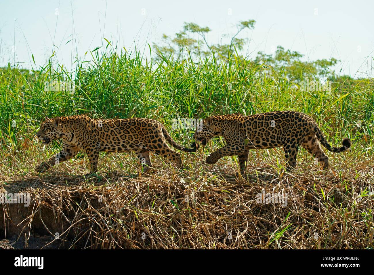 Two Jaguars (Panthera onca), male, walking on riverbank, Pantanal, Mato Grosso, Brazil Stock Photo