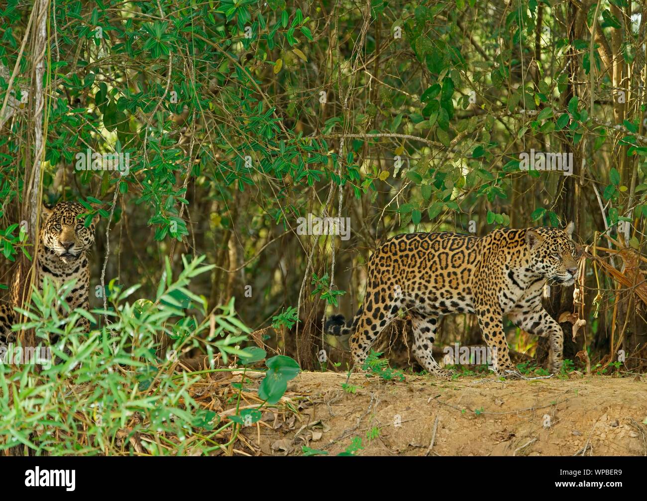 Two Jaguars (Panthera onca), male on densely overgrown shore, Pantanal, Mato Grosso, Brazil Stock Photo