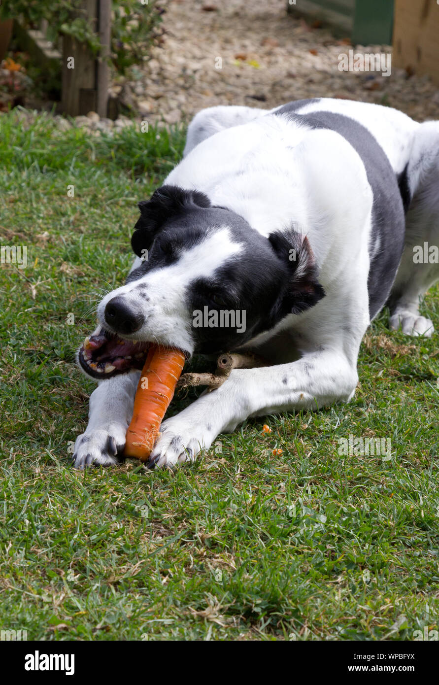 Lurcher dog eating a carrot Stock Photo