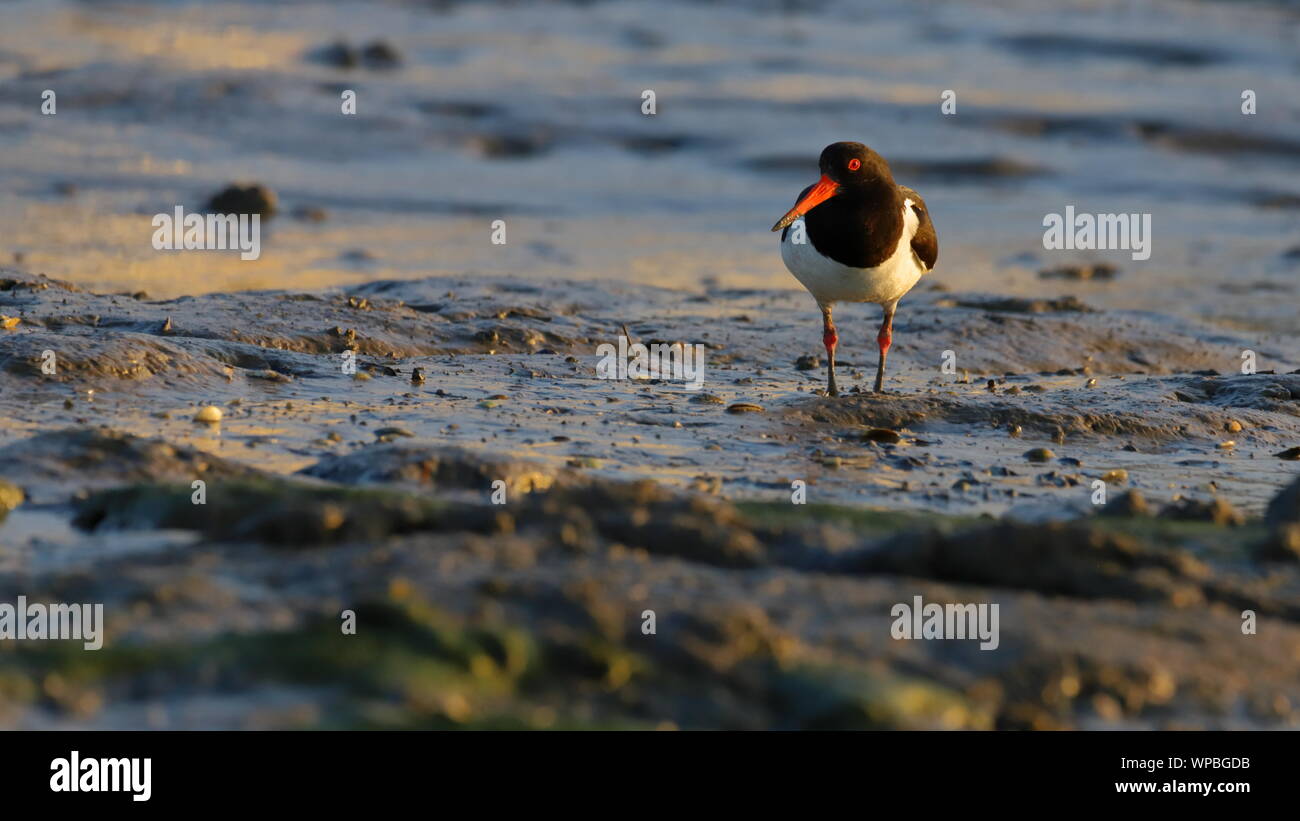 Austernfischer (Haematopus ostralegus) Oystercatcher Stock Photo