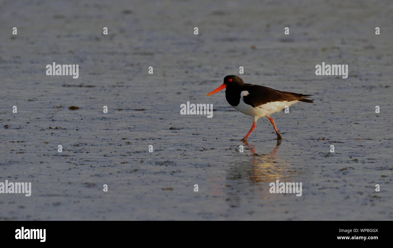 Austernfischer (Haematopus ostralegus) Oystercatcher Stock Photo