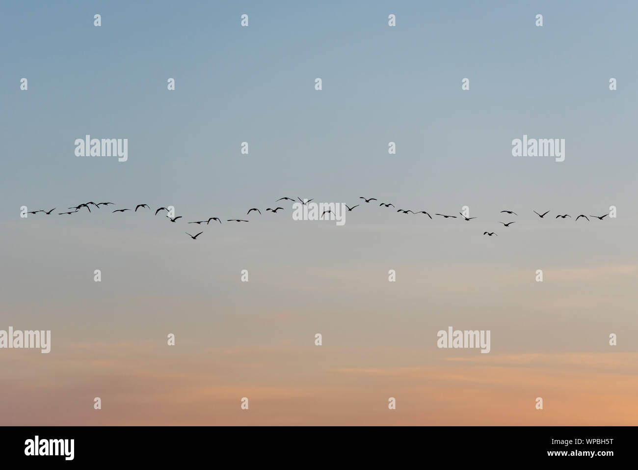 group of migratory birds flying in autumn into dawn Stock Photo