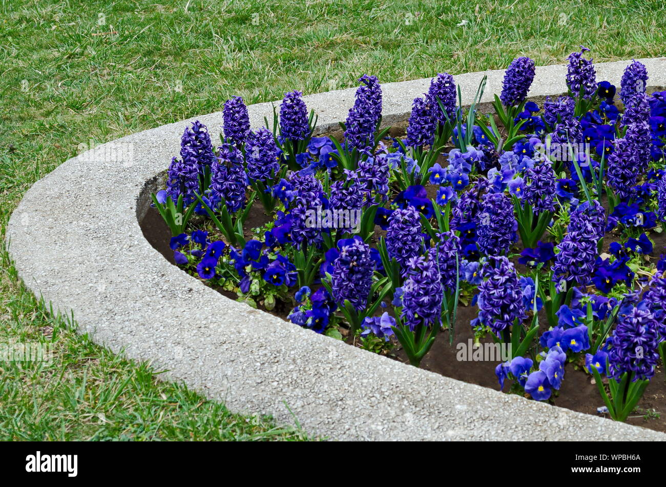 Flowering  garden  with bloom of  blue hyacinth  and pansy or Viola altaica, Sofia, Bulgaria Stock Photo