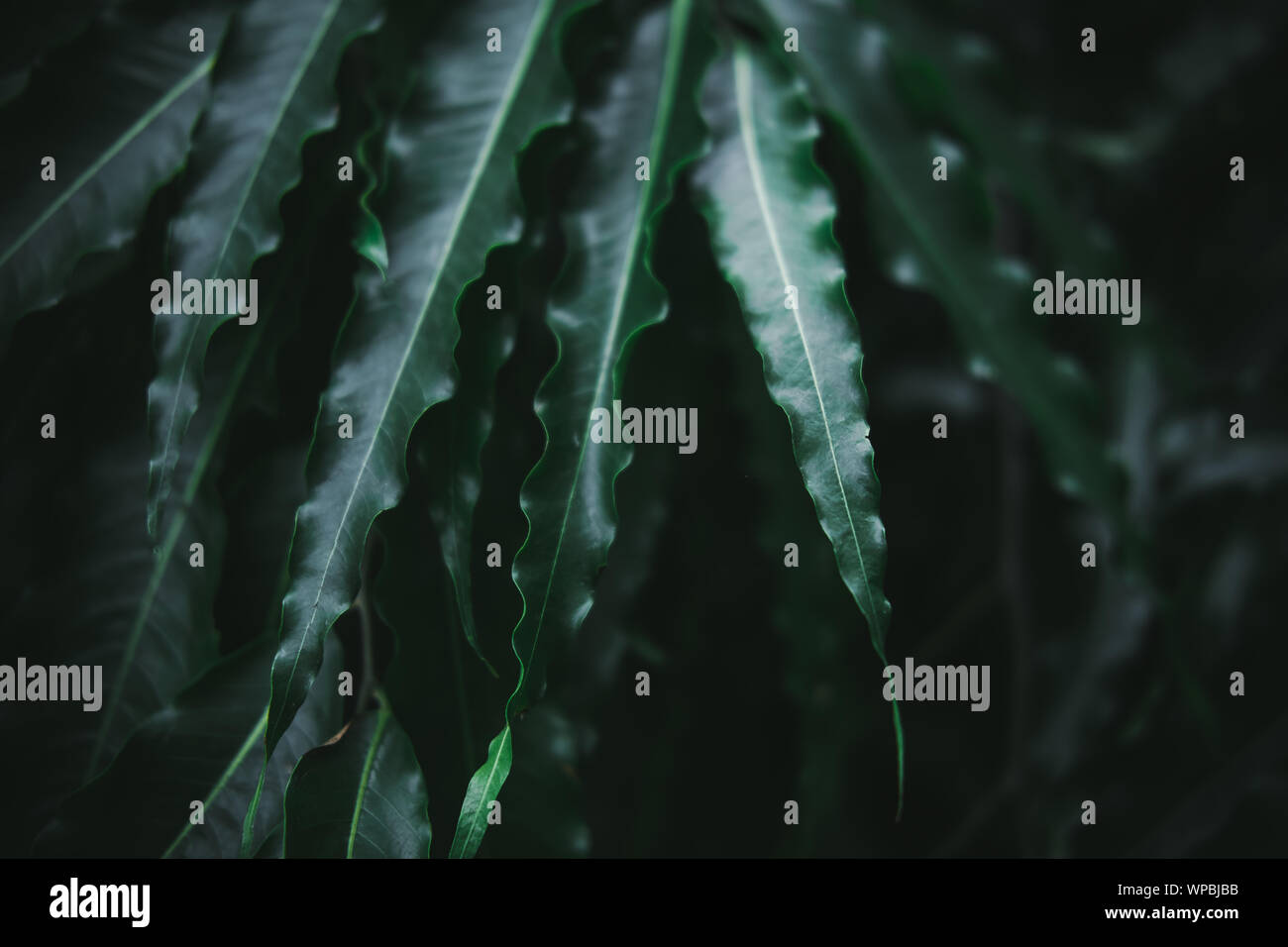 Deep dark green palm leaves pattern. Creative layout, toned image filter effect Stock Photo