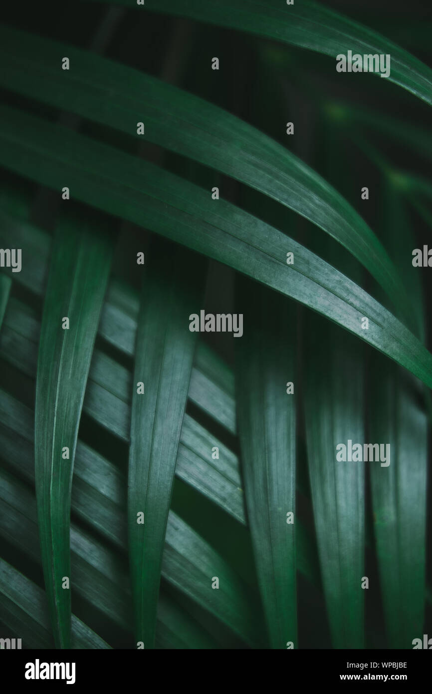 Deep dark green palm leaves pattern. Creative layout, toned image filter effect Stock Photo