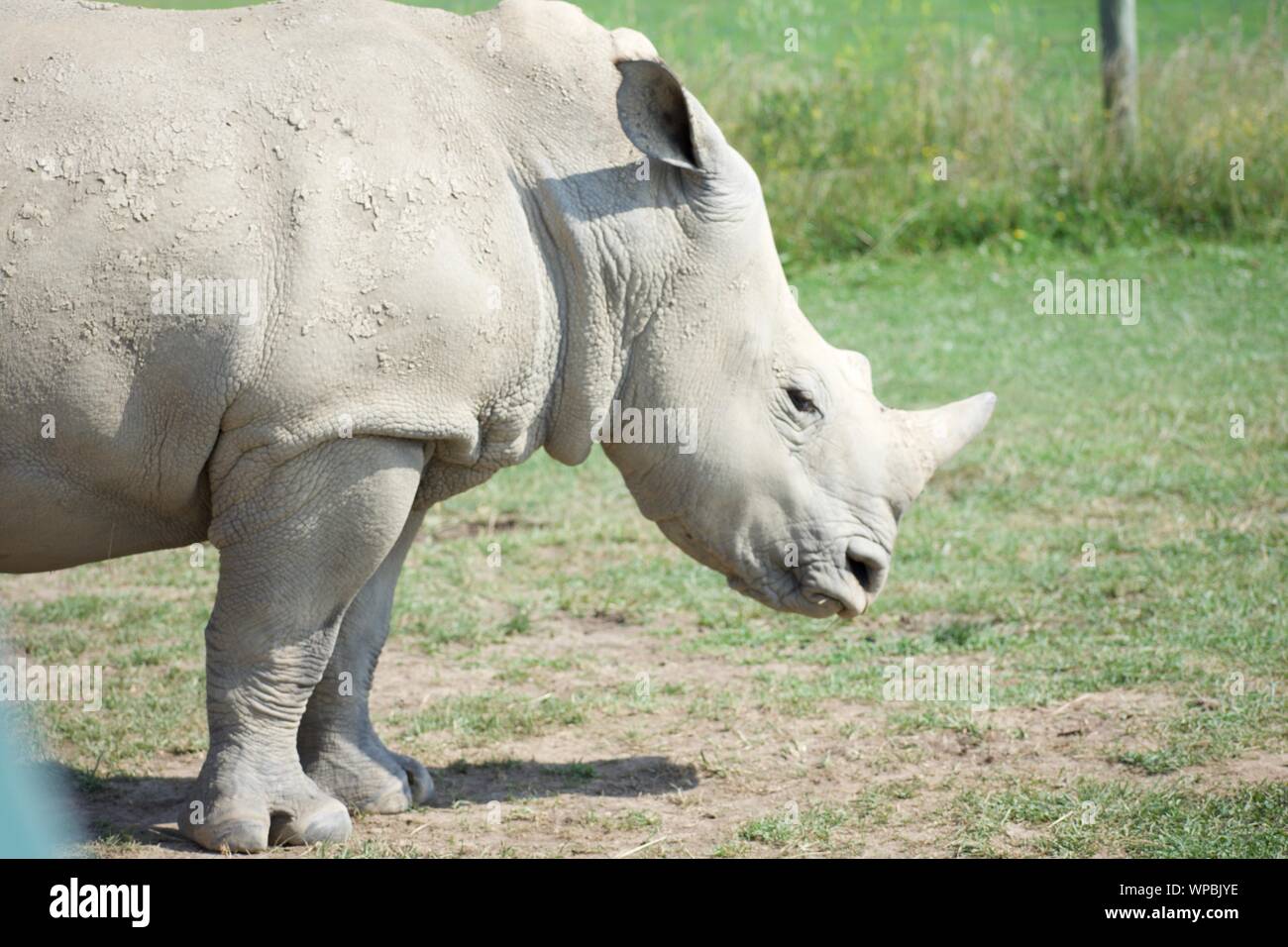 Single White Rhino at The Wilds in Cumberland Ohio. Wide lipped rhinoceros often hunted for the ivory of their horns. Considered one of the big 5, the Stock Photo