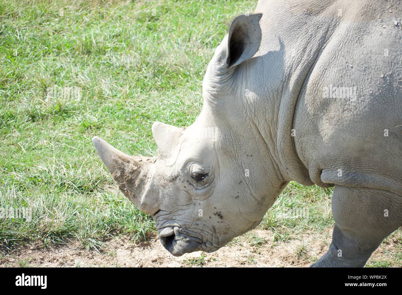 Single White Rhino at The Wilds in Cumberland Ohio. Wide lipped rhinoceros often hunted for the ivory of their horns. Considered one of the big 5, the Stock Photo