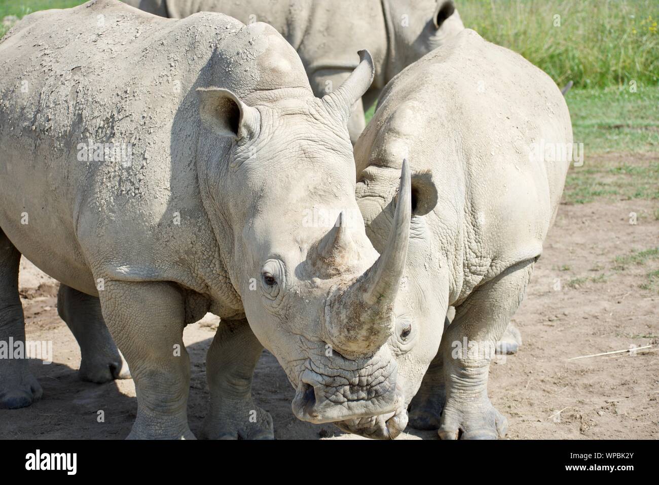 Two White Rhinos at The Wilds in Cumberland Ohio. Wide lipped rhinoceros often hunted for the ivory of their horns. Considered one of the big 5, these Stock Photo