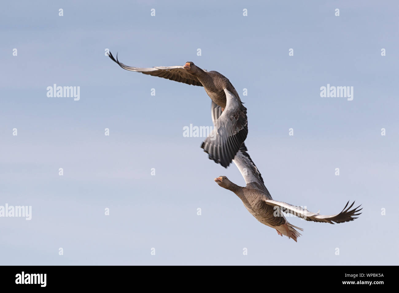 Greylag Geese in Flight on Norfolk Coast, East Anglia. Stock Photo