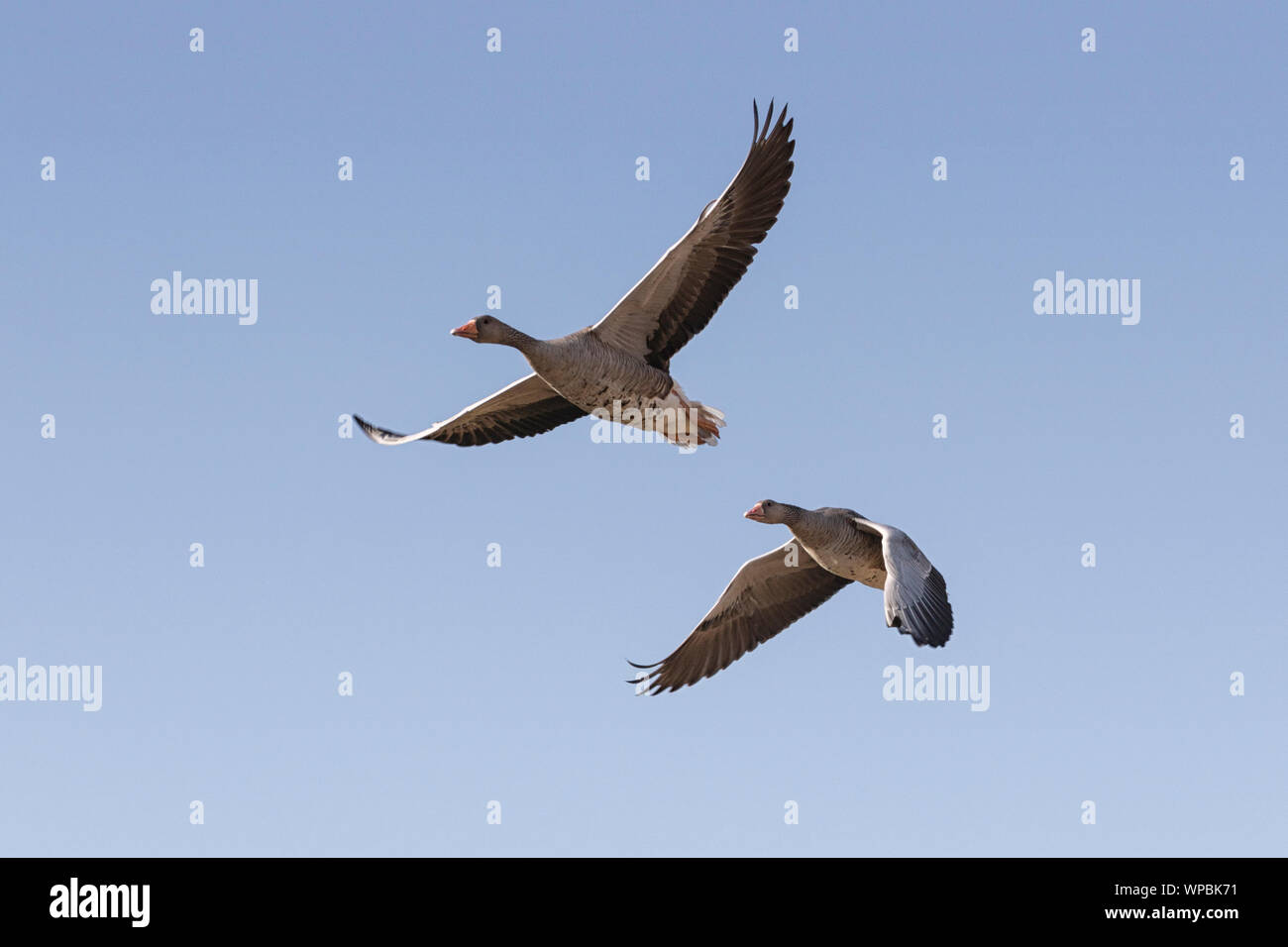 Greylag Geese in Flight on Norfolk Coast, East Anglia. Stock Photo