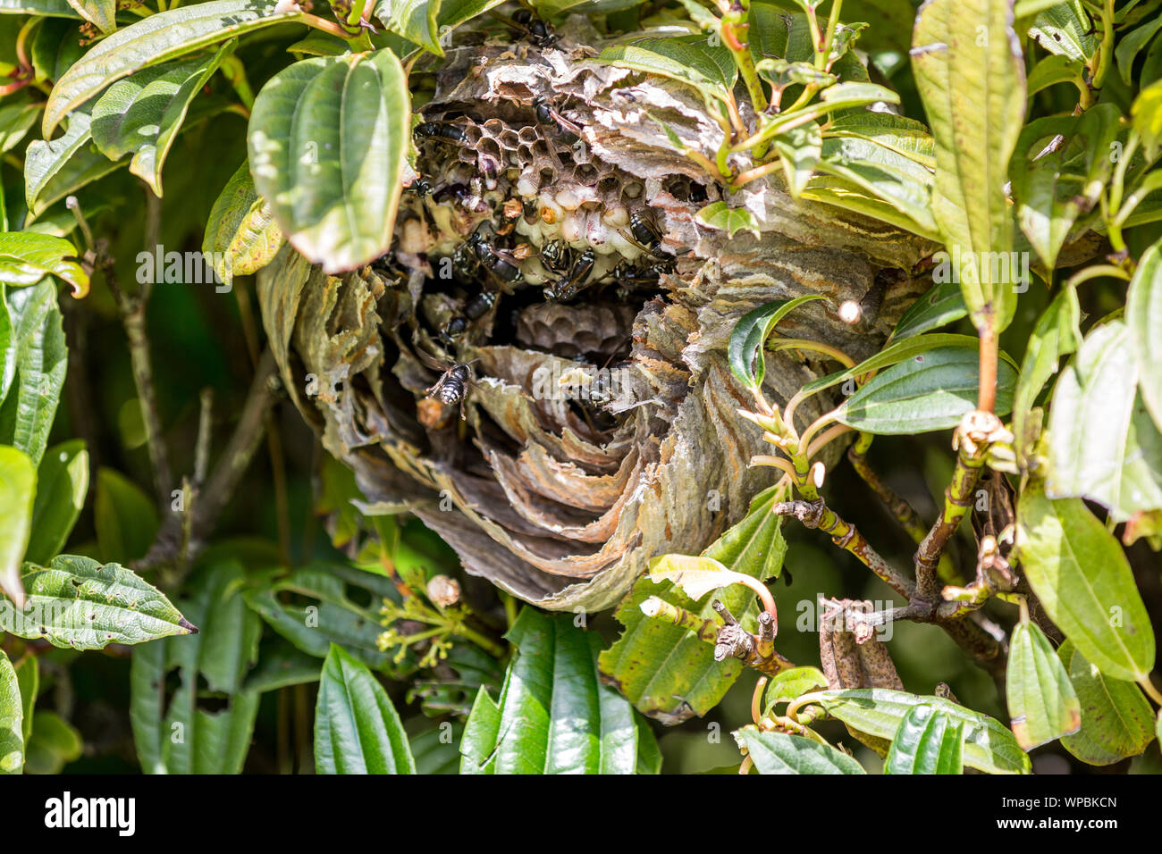 A damaged nest of bald faced wasps ' Dolichovespula maculata ' is being repared by the workers. Stock Photo