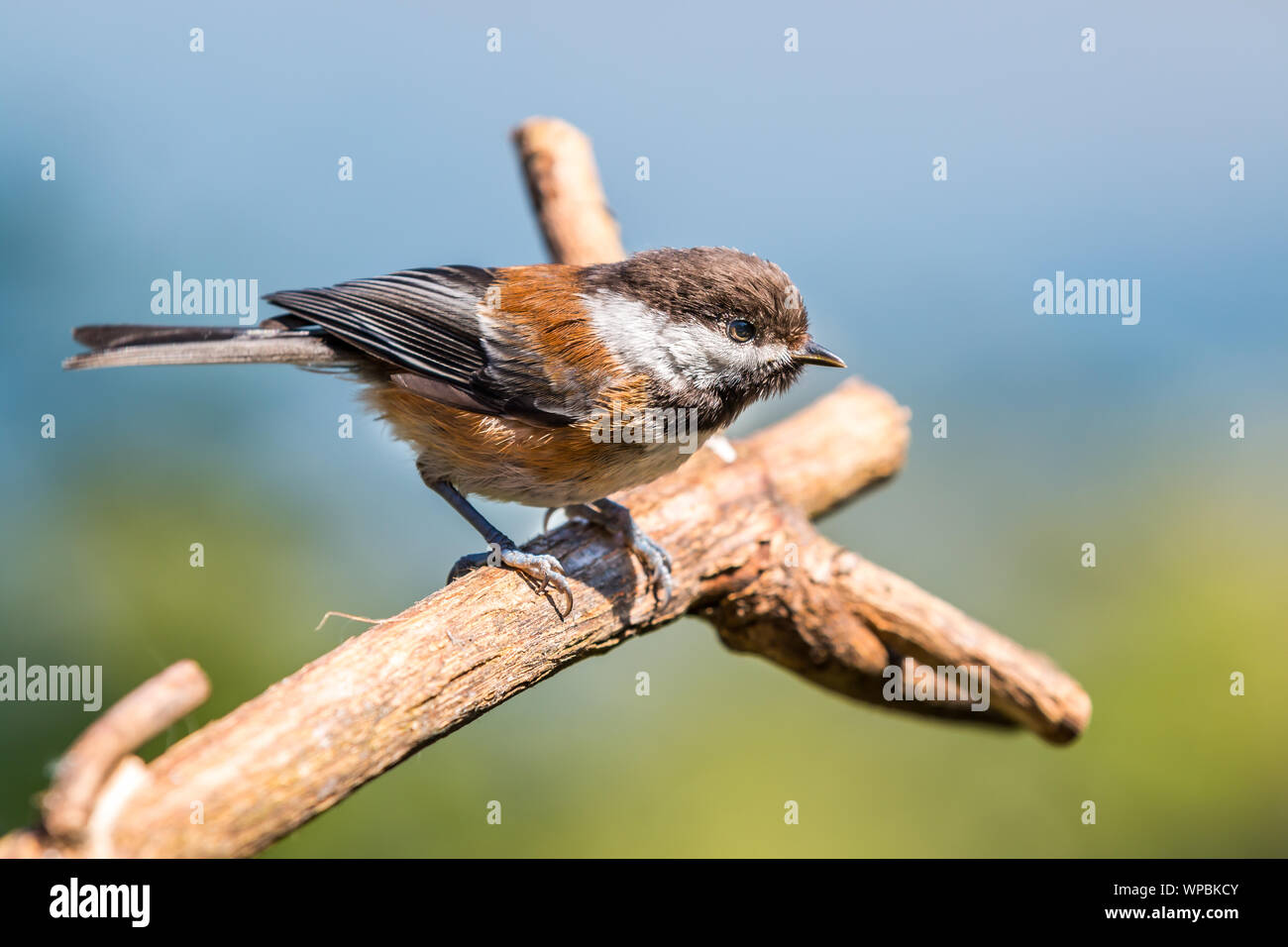 A Black capped chickadee ( Poecile atricapillus ) sits on a branch in Canada looking for food. Stock Photo