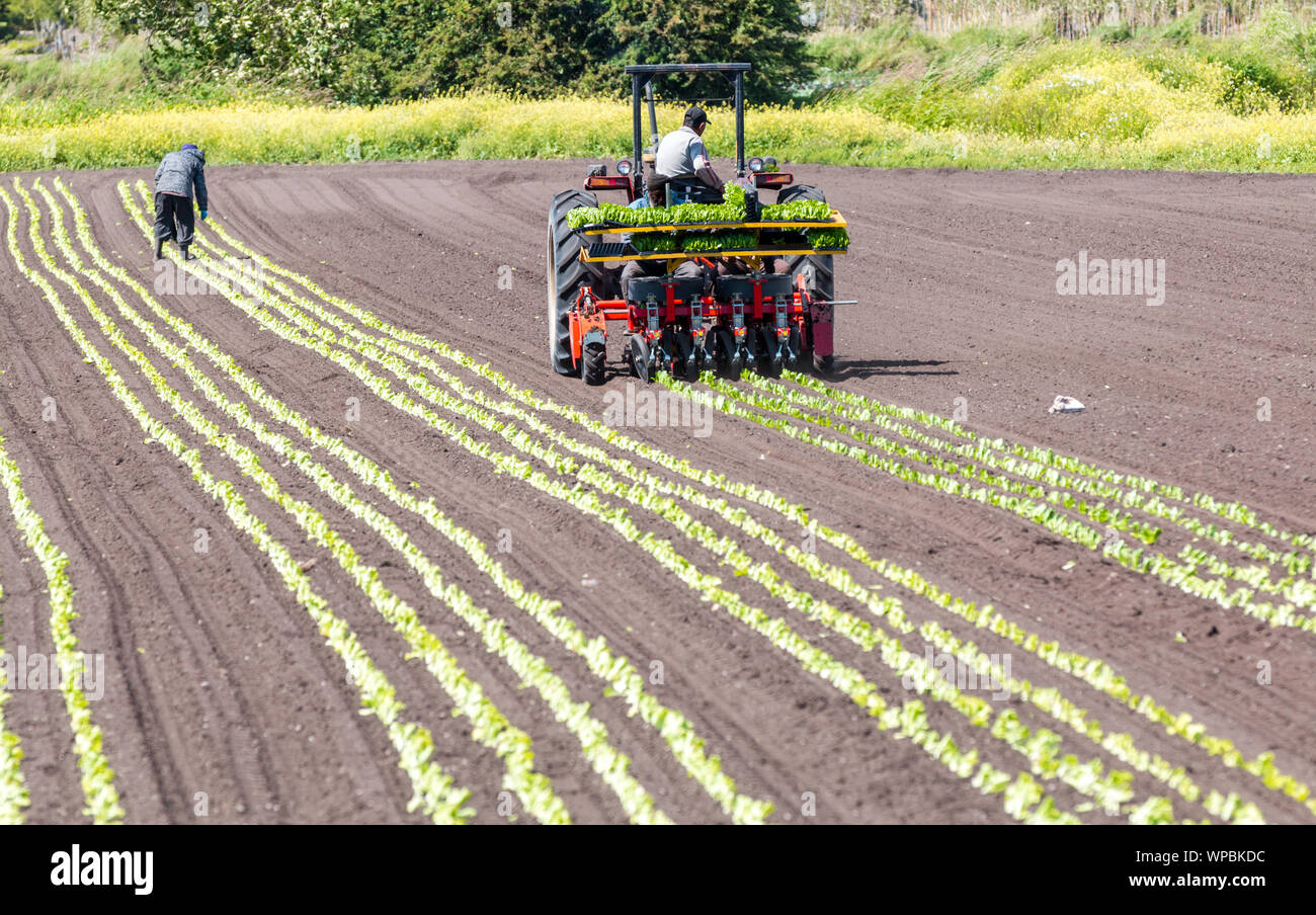 Victoria, British Columbia/ Canada - 06/18/2019: Workers plant rows of crops in a farmers field with the use of a crop tractor . Stock Photo