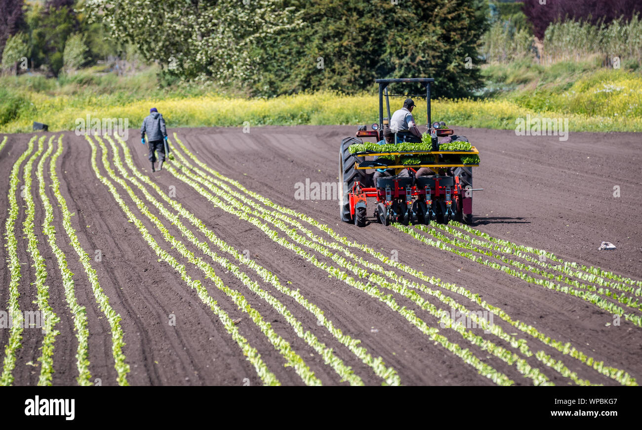 Victoria, British Columbia/ Canada - 06/18/2019: Workers plant rows of crops in a farmers field with the use of a crop tractor . Stock Photo