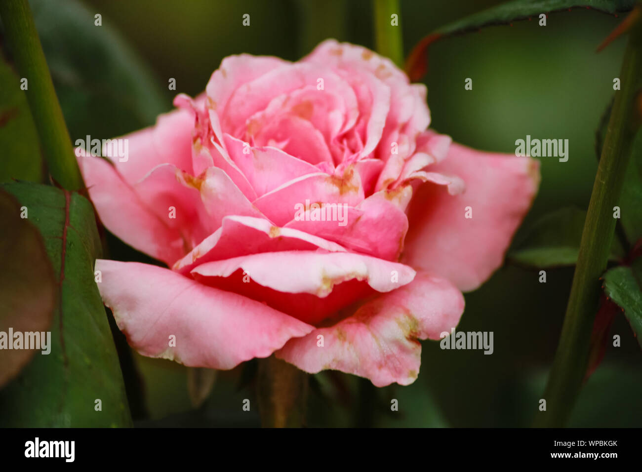 Rosa 'Queen Elizabeth' (Grandiflora Rose) Stock Photo