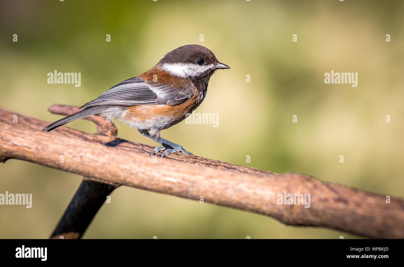 A Black capped chickadee ( Poecile atricapillus ) sits on a branch in Canada looking for food. Stock Photo