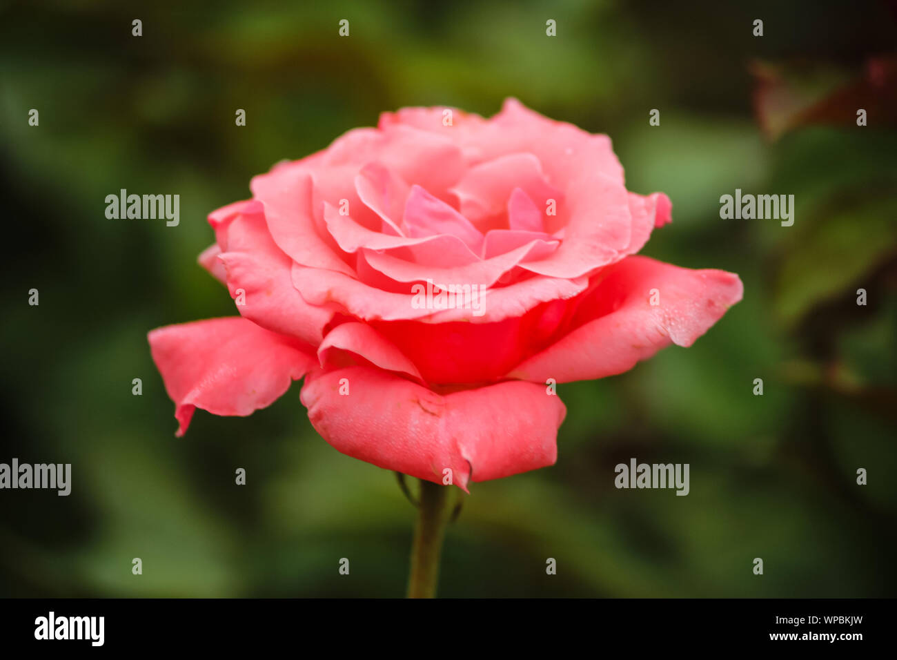 Rosa 'Queen Elizabeth' (Grandiflora Rose) Stock Photo