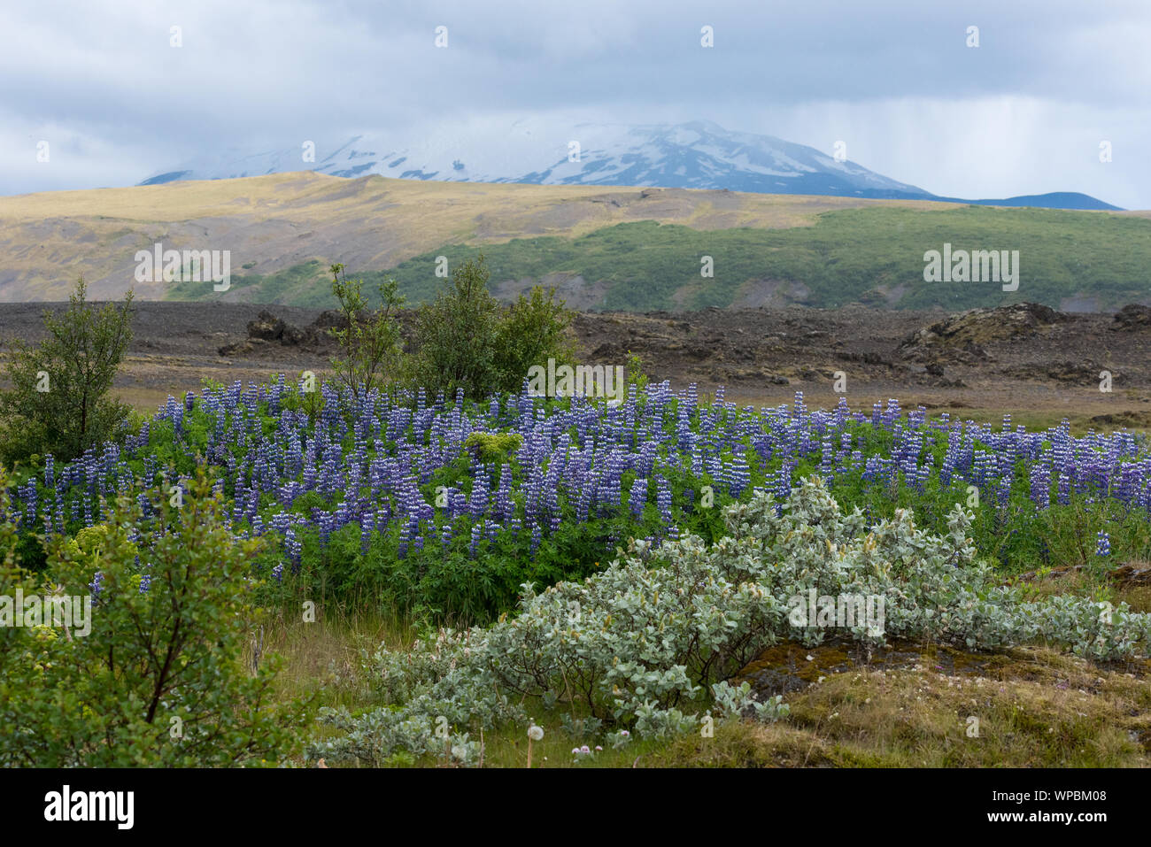 typical landscape of Iceland, Europe Stock Photo