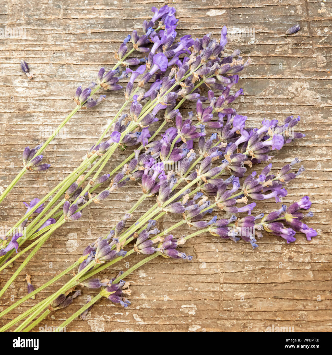 Square image in rustic style with close up of small bunch of beautiful fresh lavender flowers on old rough textured natural wooden table surface. View Stock Photo