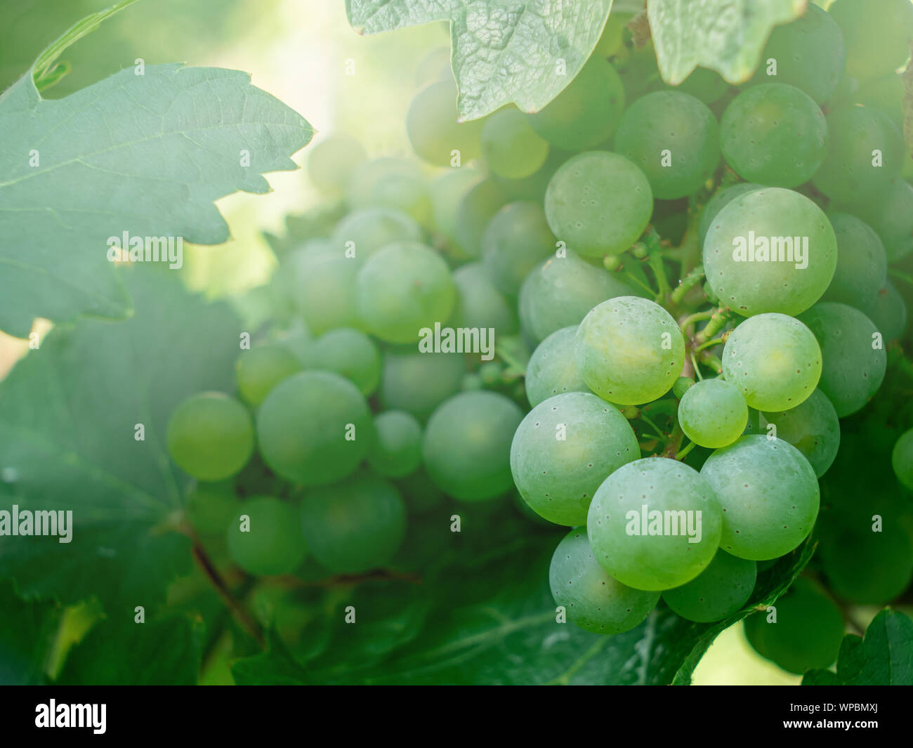 Fresh wine grapes with smooth sunlight Stock Photo