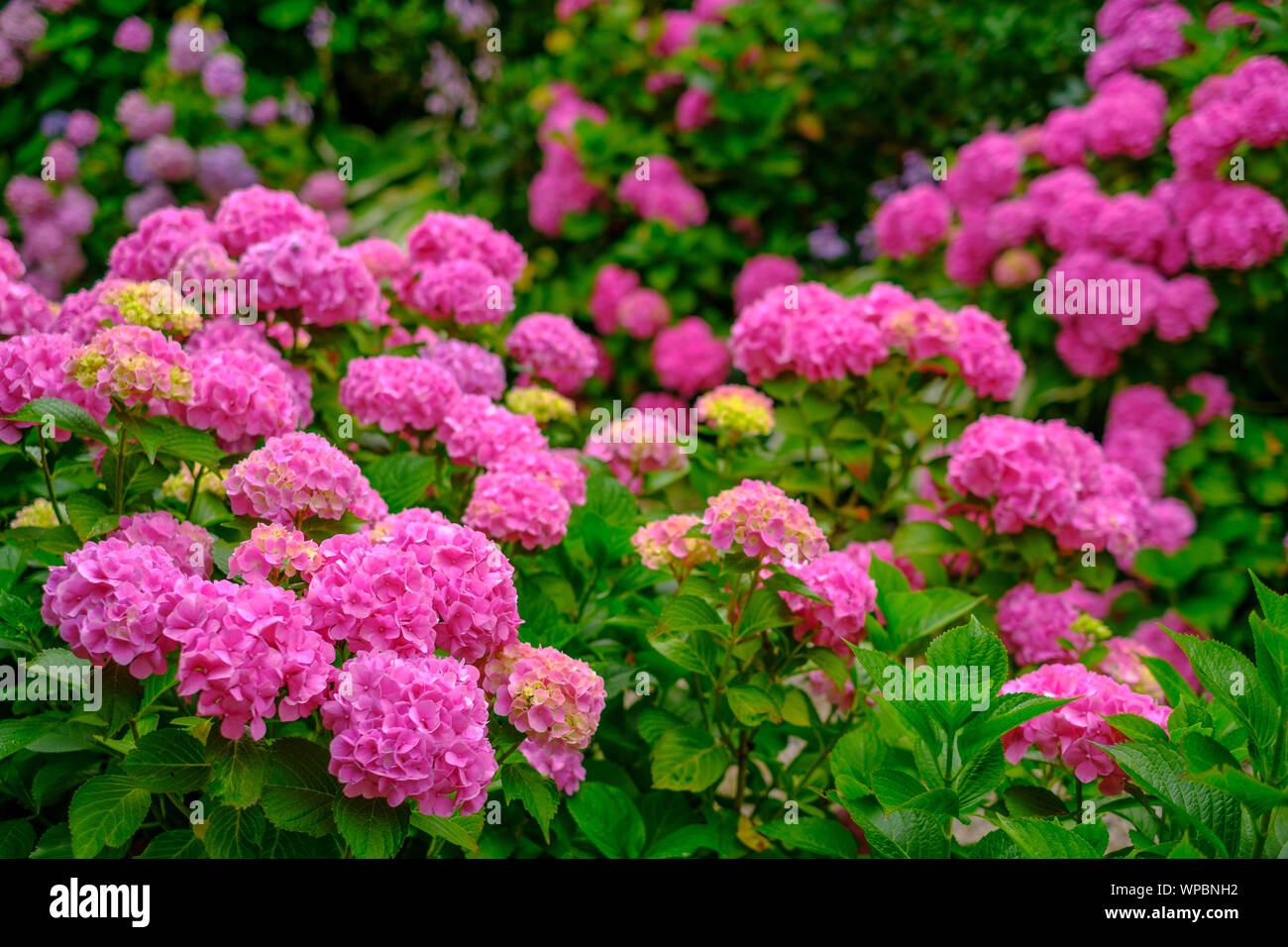Blooming pink hortensia flowers in garden at summer Stock Photo - Alamy