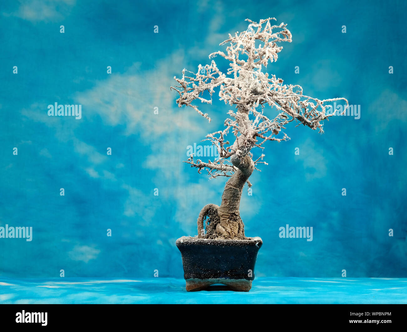 Bonsai tree covered in hoar frost Stock Photo Alamy