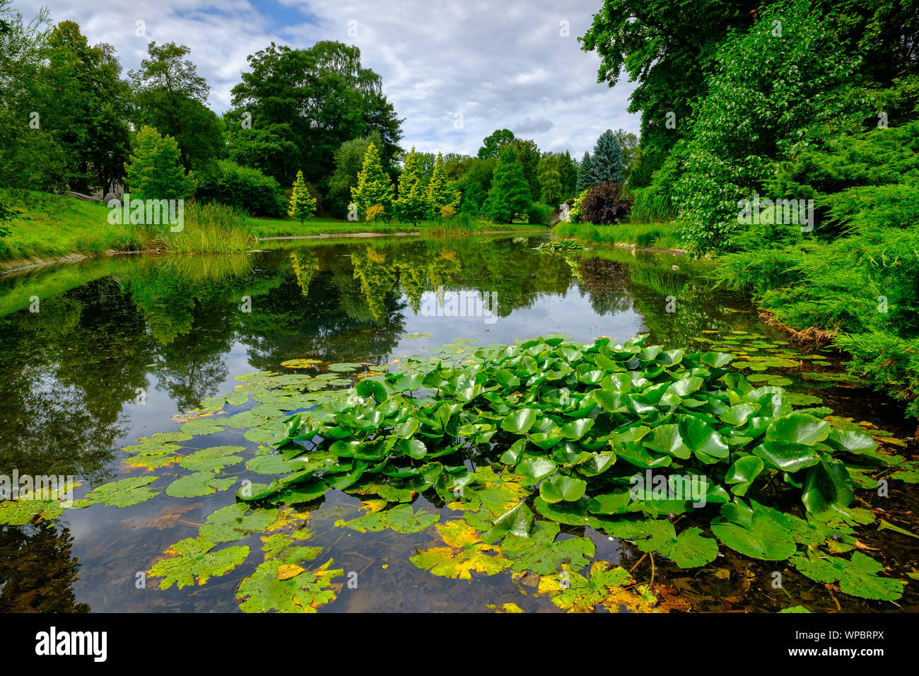 Hemingbrough Pond Summer landscape of pond in park water lilies in foreground Stock Photo ...