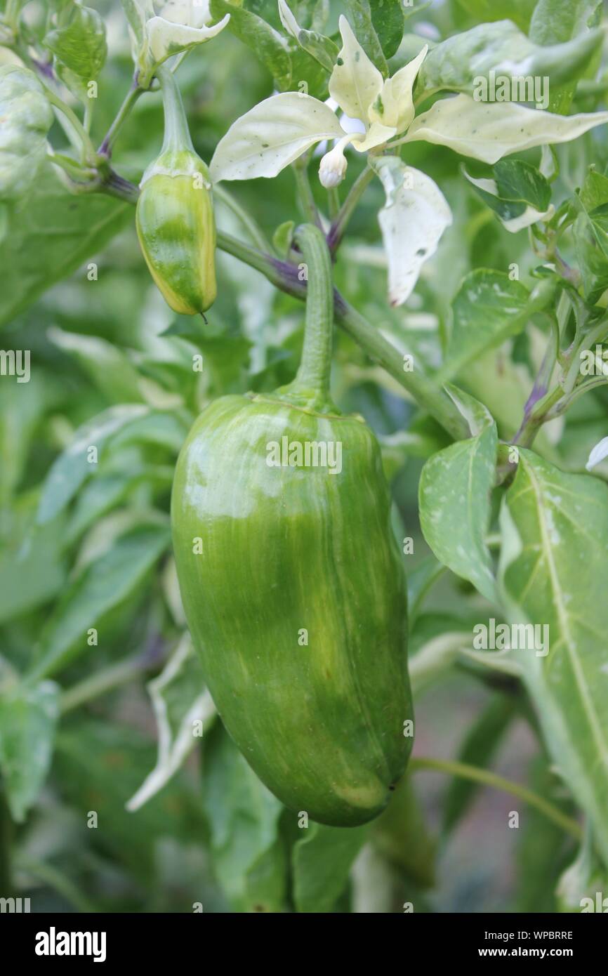 Farm fresh produce sweet peppers growing at the local community garden